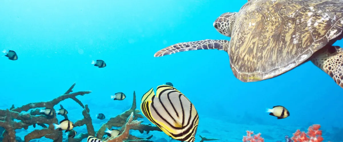 Океанариум в Лазаревском: что увидеть и стоимость в 2026 году