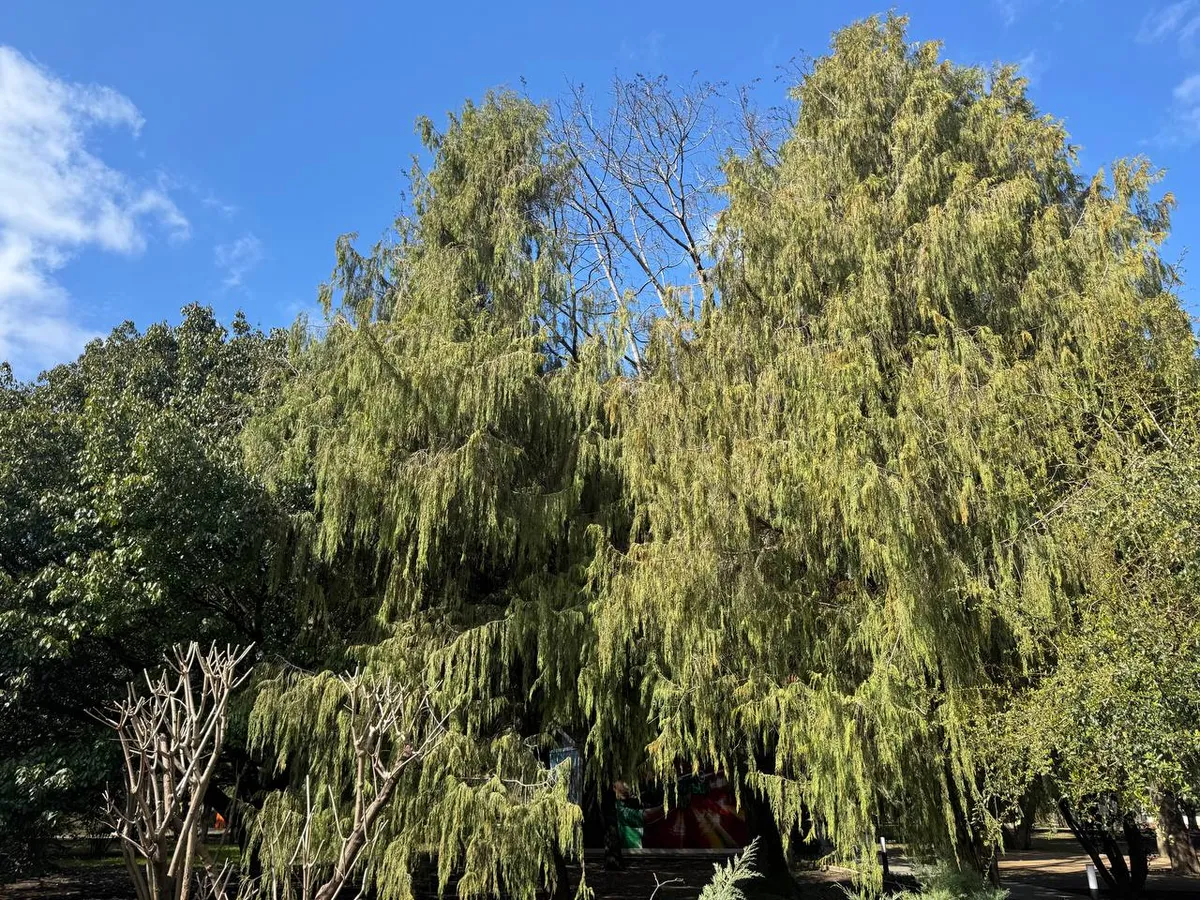 Отдых в Лазаревском в сентябре 2026: бархатный сезон на Черном море